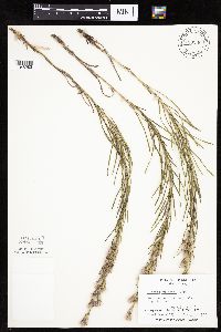 Liatris punctata image