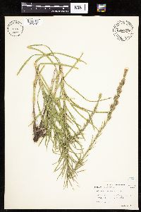 Liatris punctata image