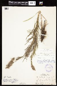 Liatris punctata image