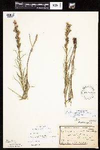 Liatris punctata image