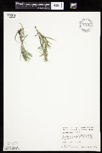 Liatris punctata image