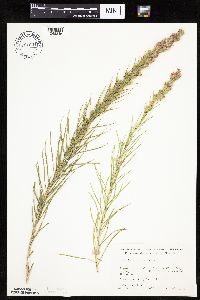Liatris punctata image