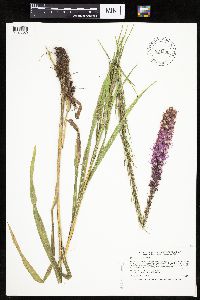 Liatris pycnostachya image