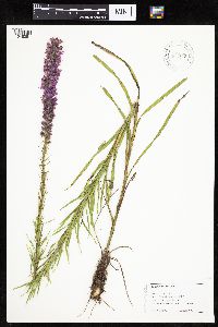 Liatris pycnostachya image