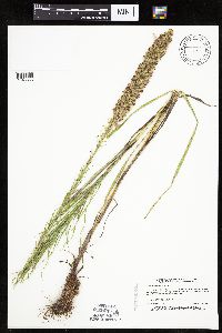 Liatris pycnostachya image