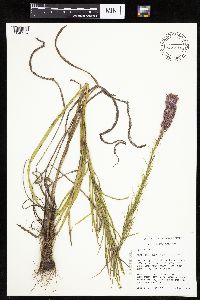 Liatris pycnostachya image