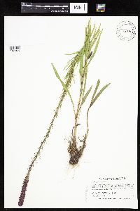 Liatris pycnostachya image