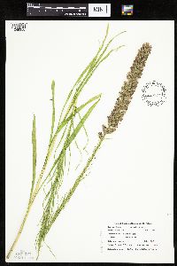 Liatris pycnostachya image
