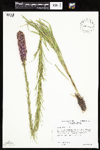 Liatris pycnostachya image