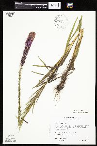 Liatris pycnostachya image