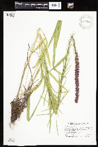 Liatris pycnostachya image