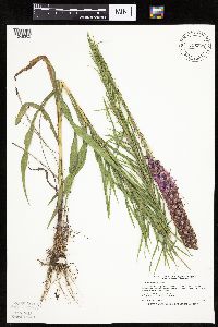 Liatris pycnostachya image