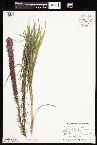 Liatris pycnostachya image