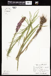 Liatris pycnostachya image