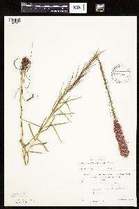 Liatris pycnostachya image
