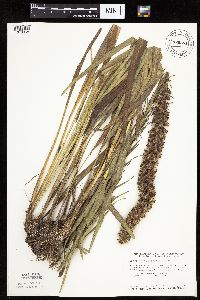 Liatris pycnostachya image