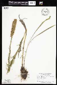 Liatris pycnostachya image