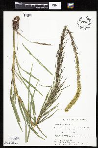 Liatris pycnostachya image