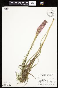 Liatris pycnostachya image