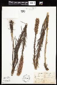 Liatris pycnostachya image