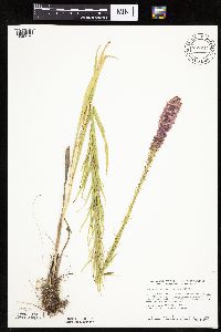 Liatris pycnostachya image