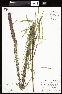 Liatris pycnostachya image