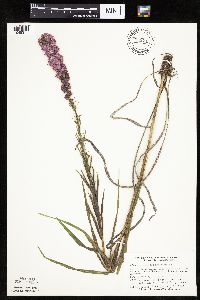 Liatris pycnostachya image