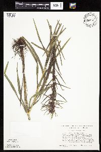 Liatris pycnostachya image
