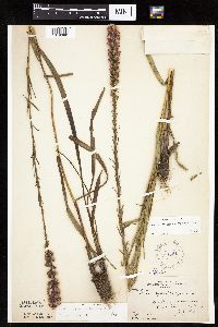 Liatris pycnostachya image