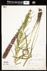 Liatris pycnostachya image