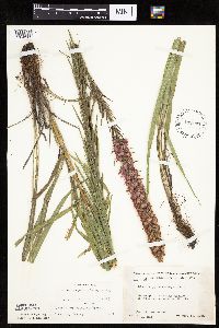Liatris pycnostachya image