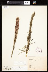 Liatris pycnostachya image