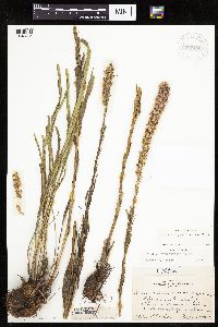 Liatris pycnostachya image