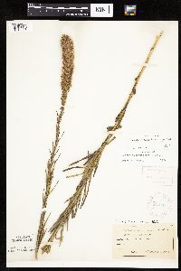 Liatris pycnostachya image