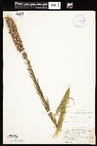 Liatris pycnostachya image