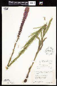 Liatris pycnostachya image