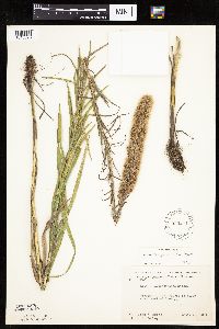 Liatris pycnostachya image