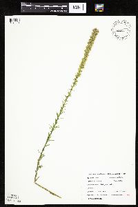 Liatris pycnostachya image