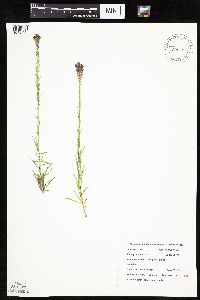 Liatris pycnostachya image