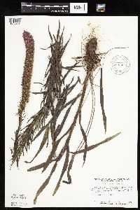 Liatris pycnostachya image