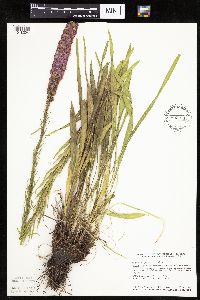 Liatris pycnostachya image