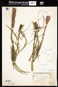 Liatris pycnostachya image