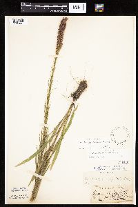 Liatris pycnostachya image
