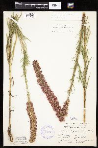 Liatris pycnostachya image