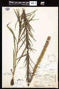 Liatris pycnostachya image