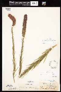 Liatris pycnostachya image