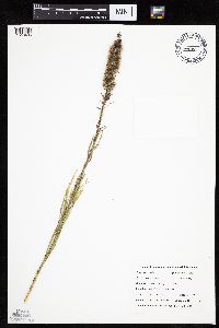 Liatris pycnostachya image