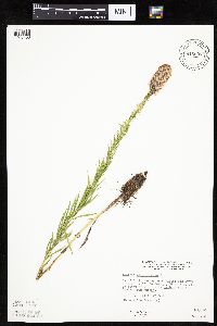 Liatris pycnostachya image