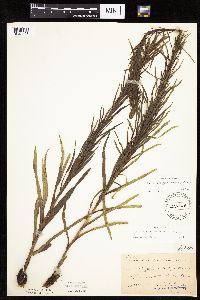 Liatris pycnostachya image