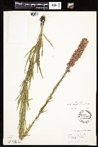 Liatris pycnostachya image